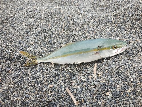 ワカシの釣果