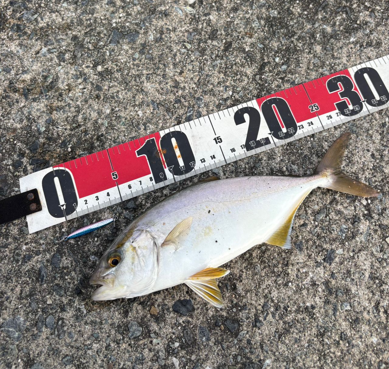 SHIMANO 22ソアレ SS アジング S64L-Sの最安値・インプレ・釣果 | 本音