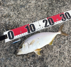ネイリの釣果
