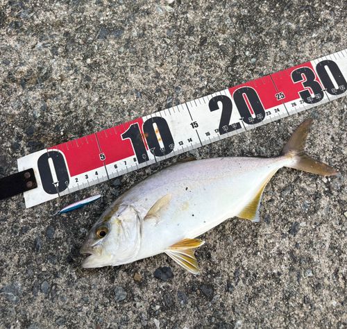 ネイリの釣果