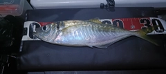 マアジの釣果