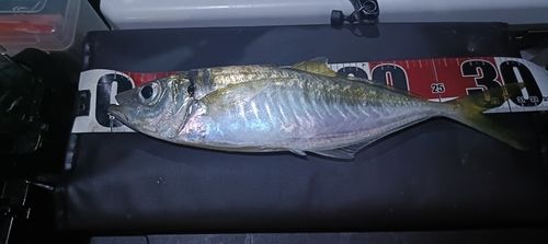 マアジの釣果