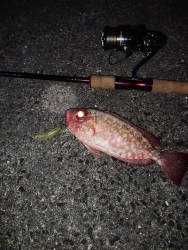 ホウセキキントキの釣果