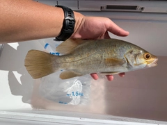 釣果