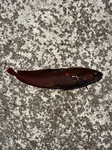 ドンコの釣果
