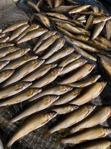 アユの釣果