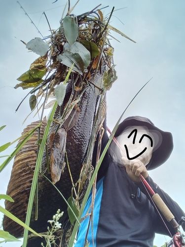 スネークヘッドの釣果