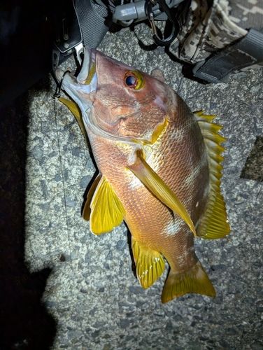 シブダイの釣果
