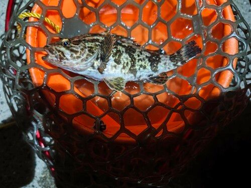 タケノコメバルの釣果