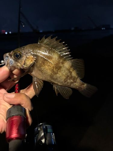 メバルの釣果