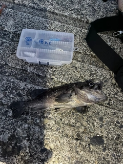 クロソイの釣果