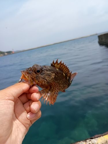 カサゴの釣果