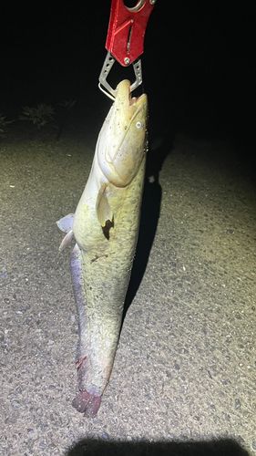 ナマズの釣果