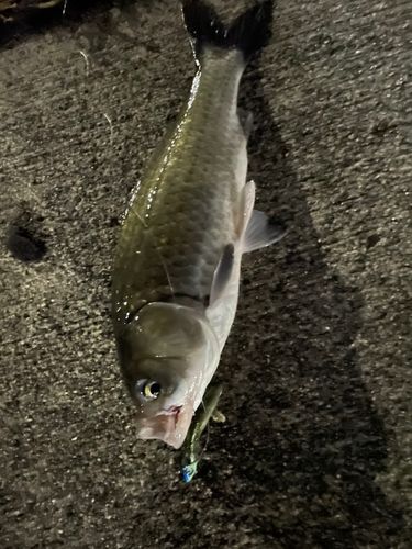 ニゴイの釣果