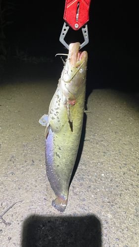 ナマズの釣果