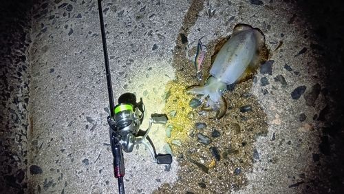 アオリイカの釣果