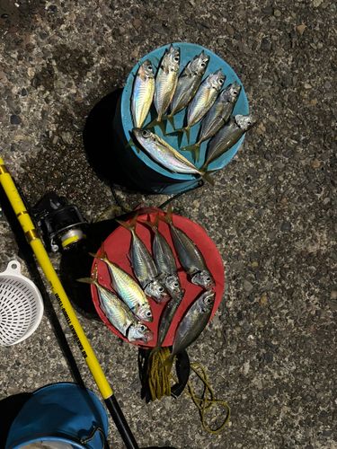 マアジの釣果