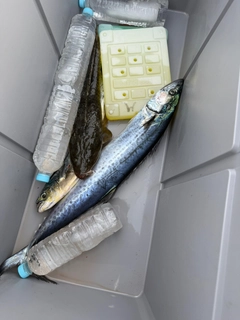 サワラの釣果
