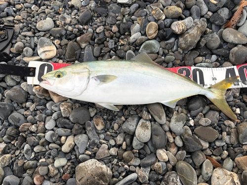 ワカシの釣果