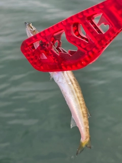 カマスの釣果