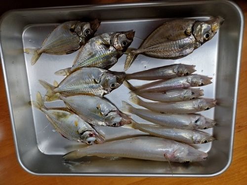 キスの釣果