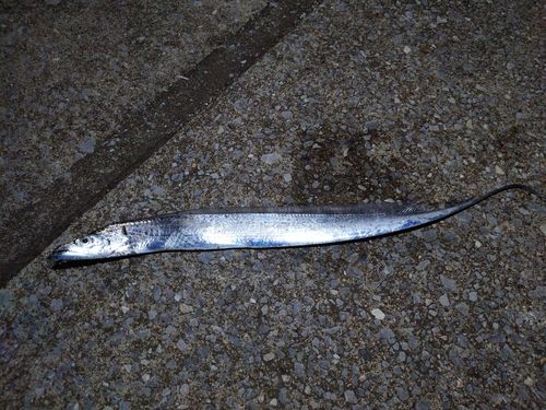 タチウオの釣果