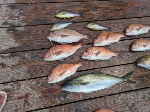 ヒラマサの釣果
