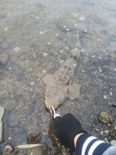 マゴチの釣果