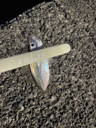 マアジの釣果