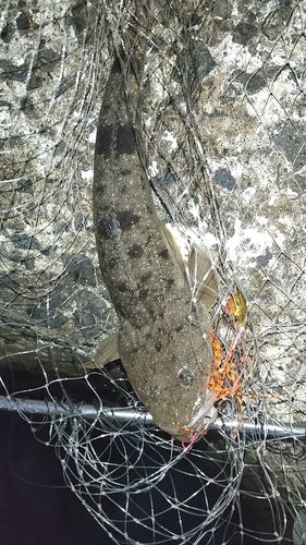 カマスの釣果