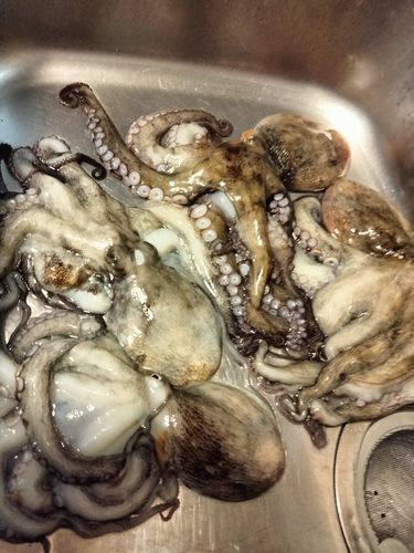 タコの釣果