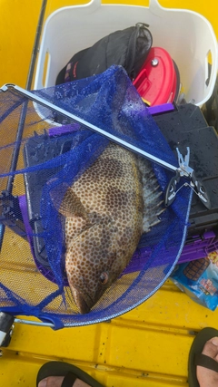 オオモンハタの釣果