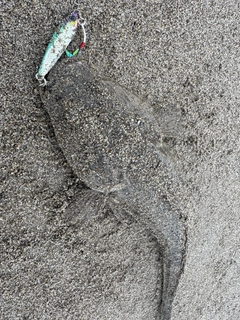 ショゴの釣果