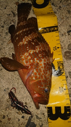 キジハタの釣果