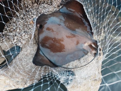 エイの釣果