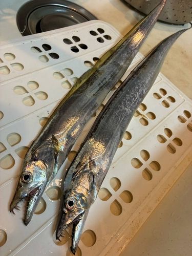 タチウオの釣果