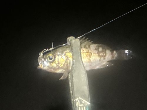シロメバルの釣果