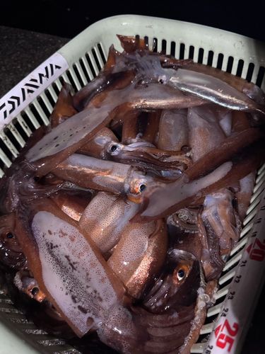 スルメイカの釣果