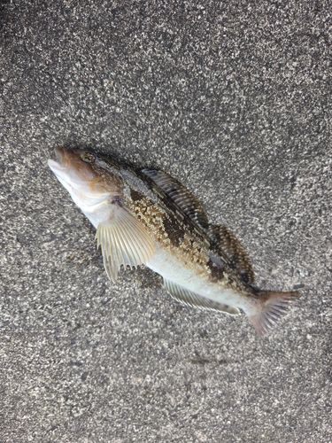 アブラコの釣果