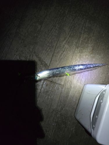 タチウオの釣果
