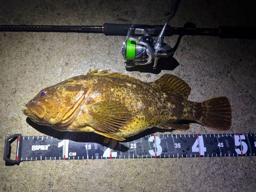 ベッコウゾイの釣果
