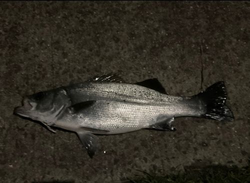 フッコ（ヒラスズキ）の釣果