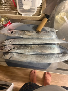 タチウオの釣果