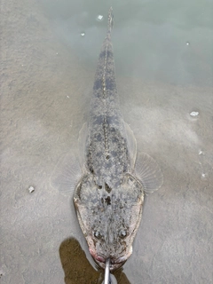 マゴチの釣果