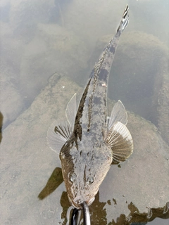 マゴチの釣果