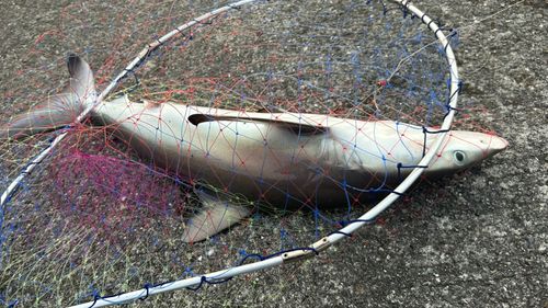 サメの釣果