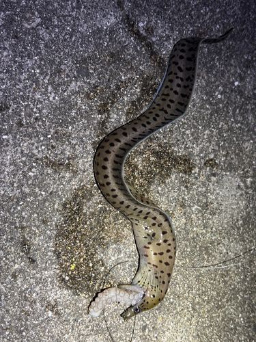 ウツボの釣果