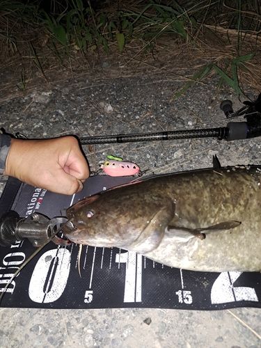 ナマズの釣果