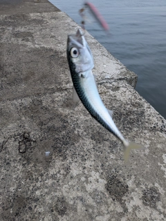 マサバの釣果