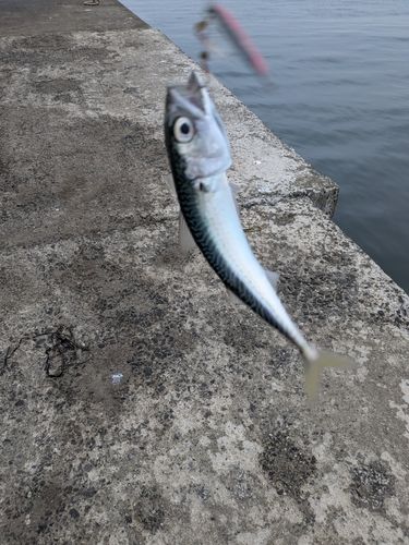 マサバの釣果